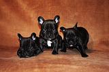 BOULEDOGUE FRANCAIS 779